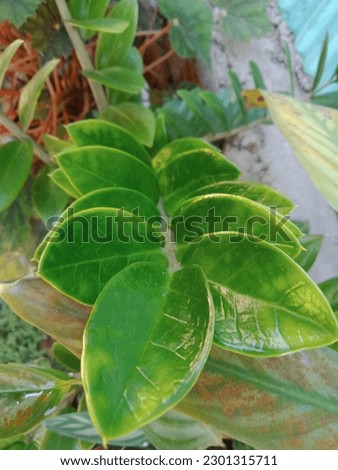 Green leaves make great backdrops or beautiful cover photos