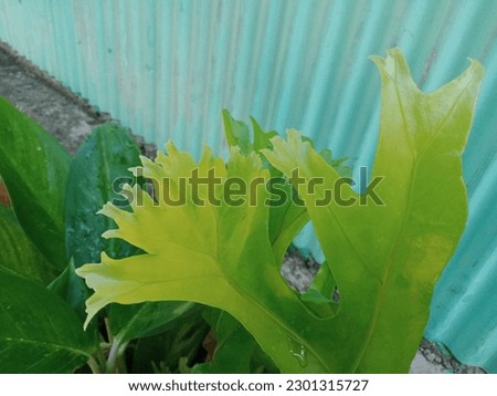 Green leaves make great backdrops or beautiful cover photos