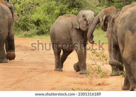 Sri Lankan Elephants in the Wild, Visit Sri Lanka. 
