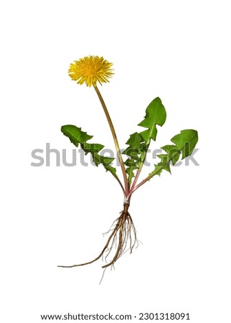 Yellow dandelion flower with green leaves and bare roots isolated cutout on white background