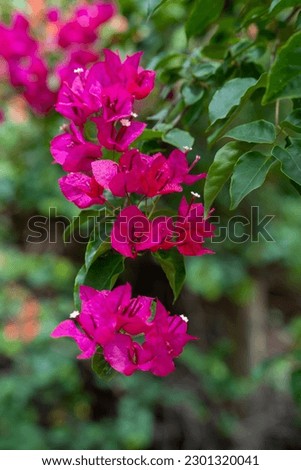 Spray of beautiful, deep pink magenta coloured Bougainvillea flowers in the garden