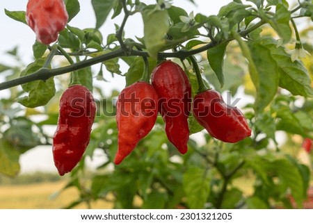 Naga Morich extremely Hot Pepper
 Royalty-Free Stock Photo #2301321205