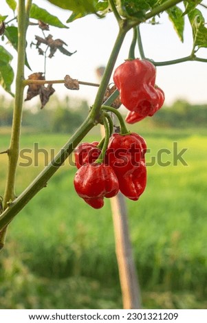 Naga Morich extremely Hot Pepper
 Royalty-Free Stock Photo #2301321209