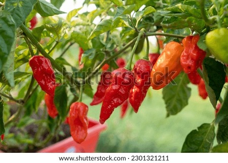 Naga Morich extremely Hot Pepper
 Royalty-Free Stock Photo #2301321211
