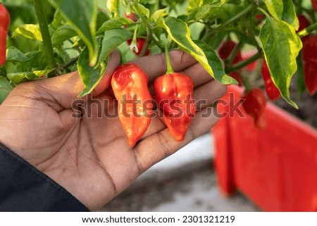 Naga Morich extremely Hot Pepper
 Royalty-Free Stock Photo #2301321219