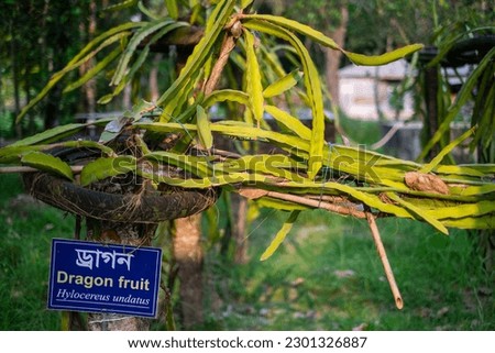 Branch of a dragon fruit tree on a botanical garden , nameplate tagged it’s name 