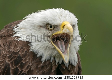 Portrait of a majestic bald eagle  American eagle adult (Haliaeetus leucocephalus). American National Symbol Bald Eagle with a nice dark background.                        