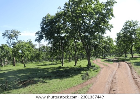 In Thanjavur, Tamil Nadu. 
I took pictures of the beautiful ground road went inside the green jungle near mudumalai tiger reserve safari on May 25th 2022.