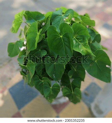 This is the picture of a beautiful plants with small leafes.