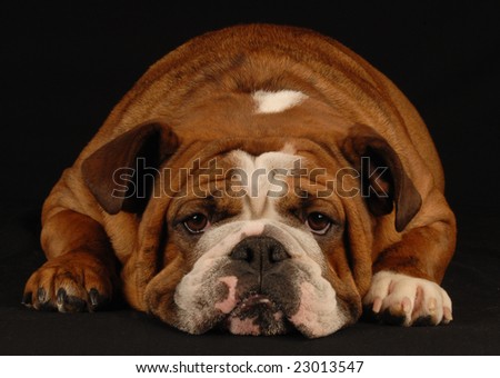 english bulldog resting on black background