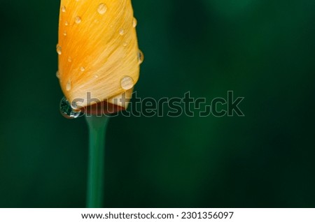 Eschscholzia californica. Yellow Californian poppy flower with out of focus background. Copy space.
