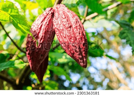 Red cocoa pod on tree in the field. Cocoa (Theobroma cacao L.) is a cultivated tree in plantations. northern of thailand, close up selective focus 