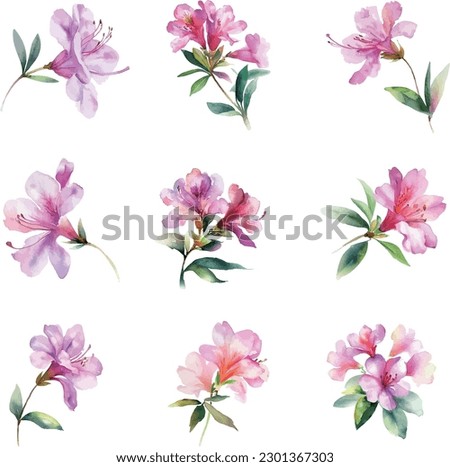 Watercolor rhododendron flowers set, hand painted isolated on white background