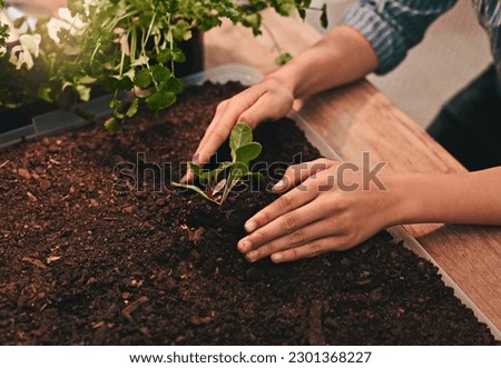 Seed, hands of farmer man and planting crops in garden or farm. Fresh vegetables or fruits, carbon capture or sustainability and male person with soil agriculture or eco environment planting Royalty-Free Stock Photo #2301368227