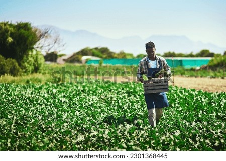 Farmer, agriculture and black man with crate on farm after harvest of vegetables on mockup. Agro, countryside and African person with box of green product, food or farming in field for sustainability Royalty-Free Stock Photo #2301368445