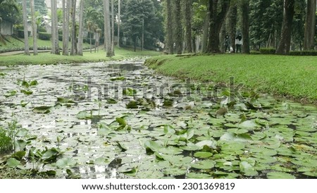 Lotus leaves in the pond on taman Langsat