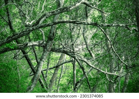 trees in the Mangunan pine forest, Imogiri, Bantul, Yogyakarta