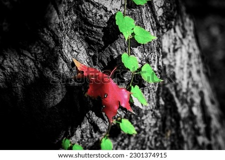 An art photo of a beautiful red leaf and several green leaves on a black and white tree trunk.