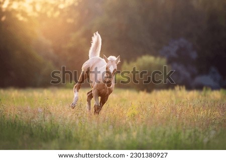 Cream horse in motion  at sunsey light