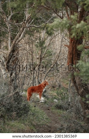 Red dog in a foggy mystical forest. Nova Scotia duck tolling retriever in nature. Hiking with a pet. forest fairy tale