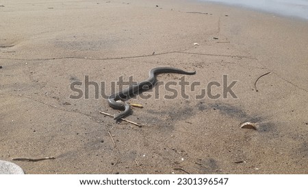 Snakes are carnivorous animals that prey on various types of animals smaller than their bodies. A photo of a snake on a sandy beach.