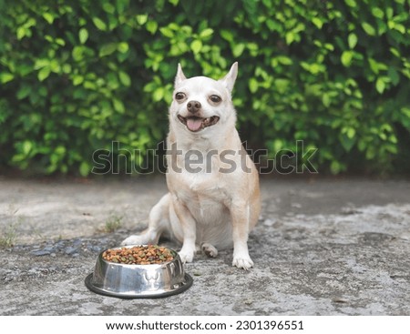 Portrait of brown short hair Chihuahua dog sitting on cement floor in the garden beside dog food bowl smiling and looking at camera. Pet's health or behavior concept.