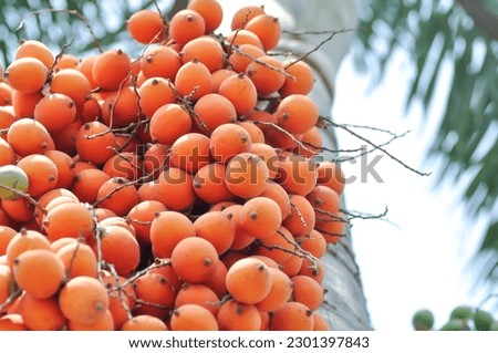 seed of betel palm or betel nut seed Royalty-Free Stock Photo #2301397843
