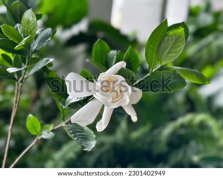 Closeup picture of beautiful white flowers beauty in nature jasmin