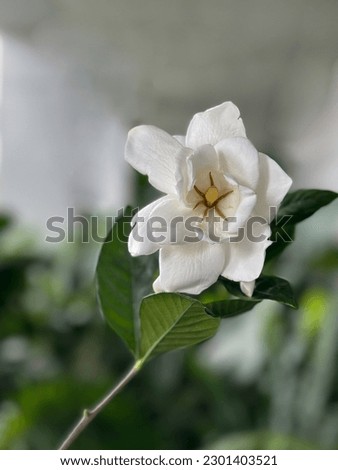 Closeup picture of beautiful white flowers beauty in nature jasmin, 