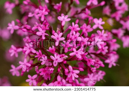 A pink aromatic wildflower grow on rocks. Close up of red valerian in nature. Centranthus ruber. Royalty-Free Stock Photo #2301414775