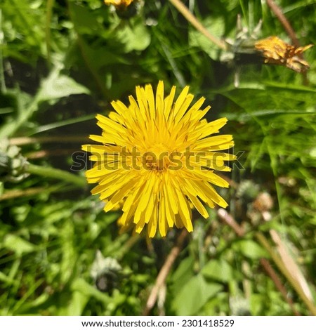 Yellow dandelion ( Taraxacum)  flower. Edible flowers.  Royalty-Free Stock Photo #2301418529