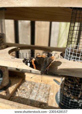 Red Admiral Butterfly on a late Spring Day