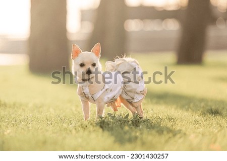 Small chihuahua dog in a dress stands in a field