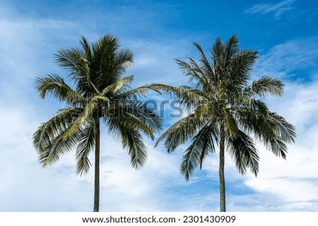 Two twin lush palm trees blue sky background. Beautiful summer relax sunny day time
