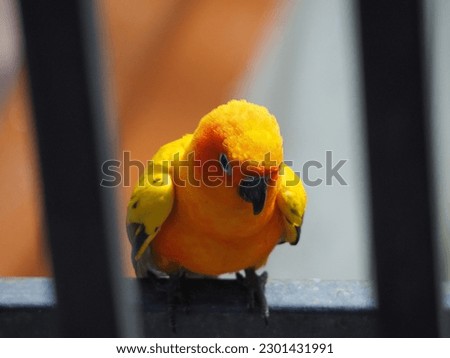 colorful bird in selective focus 