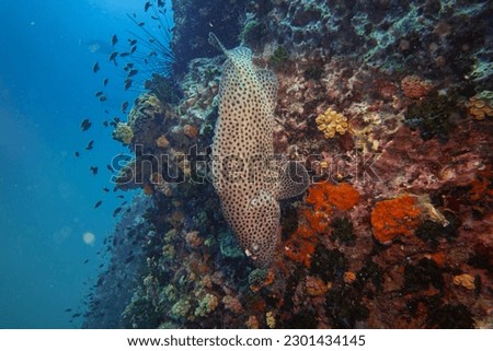 Grouper swim and stay at coral and sea anemone in deep blue sea underwater and colurful coral landscape with reef wall and blue water background