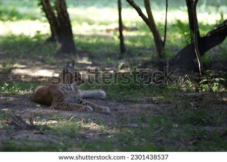 Siberian Lynx lying in the shade of a tree during the heat wave.