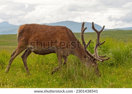 Red deer stag grazing in the Glen somewhere in the Highlands of Scotland.