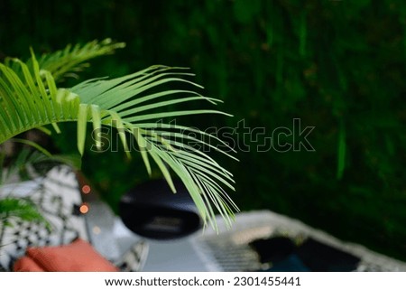 Palm leaf background. Selective focus. Palm tree in the interior