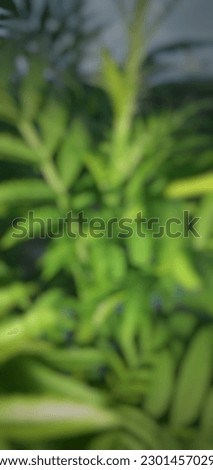 defocused abstract background a plant with long, slightly thorny but not sharp leaves

￼


 Royalty-Free Stock Photo #2301457029