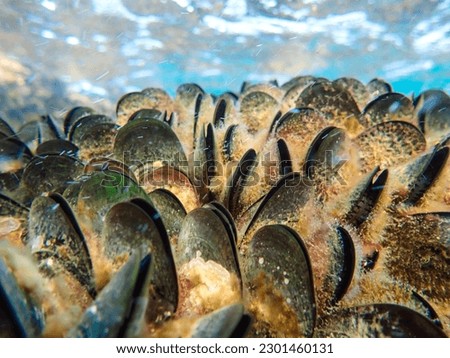 Mussels in their natural habitat, mussels on rocks undersea, group of common mussels together underwater, Sea waves hitting wild mussel on rocks, seafood, nature sea background, black mussels shells. Royalty-Free Stock Photo #2301460131