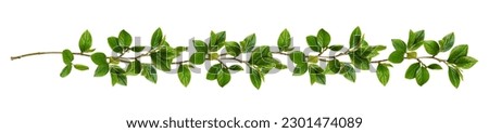 Twigs with green leaves in a floral waved garland isolated on white Royalty-Free Stock Photo #2301474089