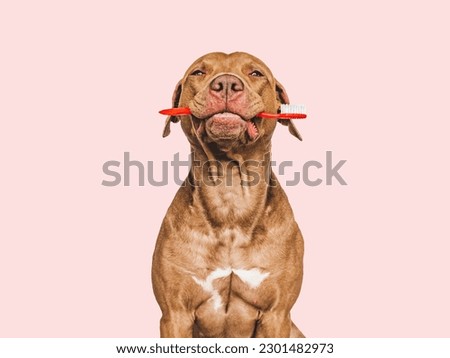Cute puppy holding toothbrush. Close-up, indoors. Studio shot, isolated background. Concept of care, education, obedience training and raising pets Royalty-Free Stock Photo #2301482973