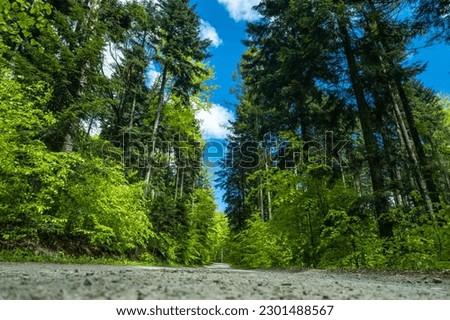 Road trough lush green forest, low angle view Royalty-Free Stock Photo #2301488567