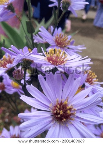 Aster amellus, the European Michaelmas daisy, is a perennial herbaceous plant in the genus Aster of the family Asteraceae. Royalty-Free Stock Photo #2301489069