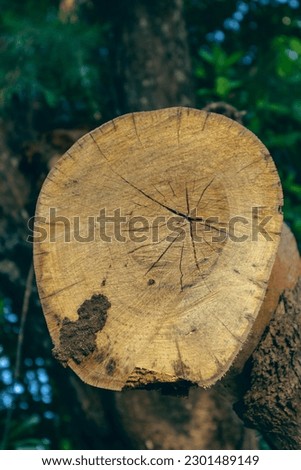 A piece of tree trunk appears among other tree