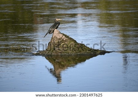 a large black bird perched on a rock jutting out over the water