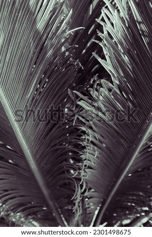 Palm leaves close up. black and white palm leaves