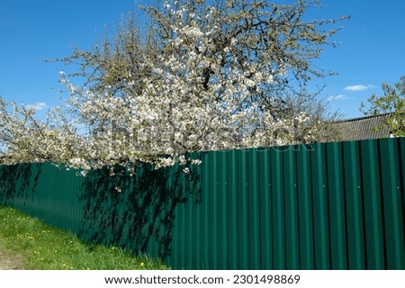 Blooming white cherry tree behind a green corrugated fence. Fruit trees in a summer cottage behind a fence Royalty-Free Stock Photo #2301498869