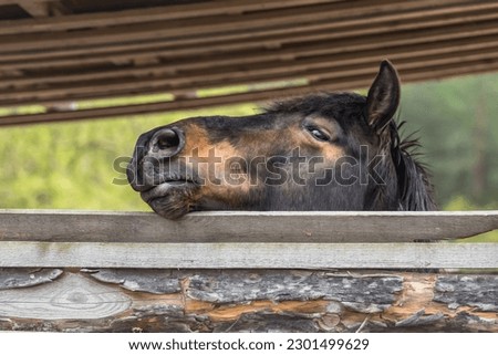 A close-up of a horse's muzzle. Animal head. The eye of a horse. A horse's face. Body part. Farm life. Equestrian sports club. The beauty of nature. A noble and graceful animal. Royalty-Free Stock Photo #2301499629